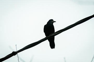 Image showing Crow sitting on cable