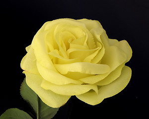 Image showing Yellow Rose