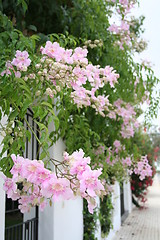 Image showing Walls with flowers