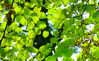 Image showing Fresh green leaves