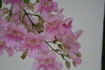 Image showing Lovely pink flower