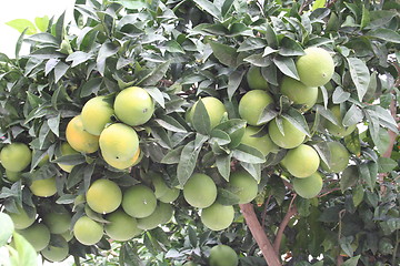 Image showing Orange tree