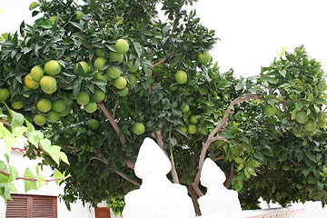 Image showing Orange trees