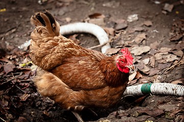 Image showing Farm chicken in the mud