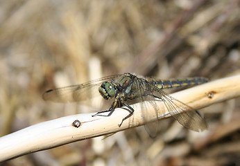 Image showing Dragonfly