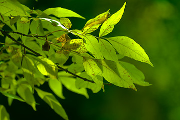 Image showing Green spring leaves