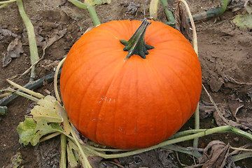 Image showing Pumpkin on the Vine