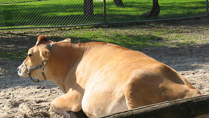 Image showing The Cow