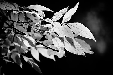 Image showing Spring leaves