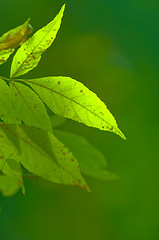 Image showing Spring leaves