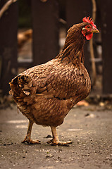 Image showing Chicken at farm