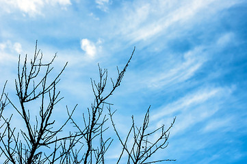 Image showing Deep blue sky 