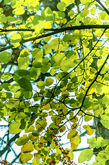 Image showing Fresh green leaves