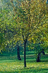 Image showing Tree in the park