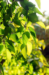 Image showing Green spring leaves