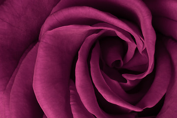 Image showing pink rose