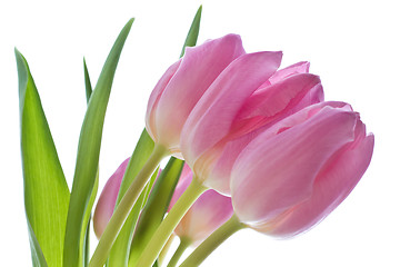 Image showing pink tulips