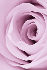 Image showing violet rose close up