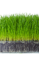 Image showing grass with soil