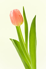 Image showing orange tulips