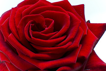 Image showing red rose