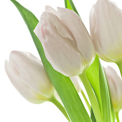 Image showing tulips