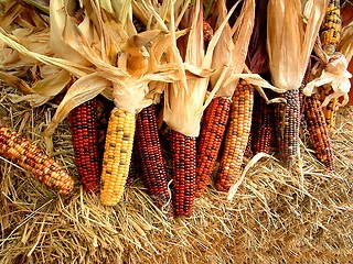 Image showing Indian Corn