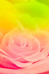 Image showing multicolor rose