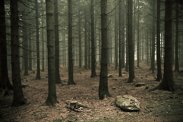 Image showing misty forest