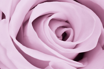 Image showing violet rose close up