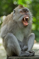 Image showing Monkey (Macaca fascicularis)