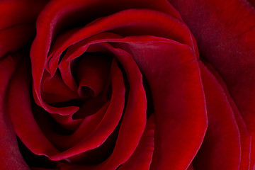 Image showing red rose