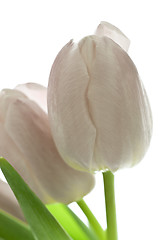 Image showing tulips