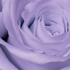 Image showing violet rose close up