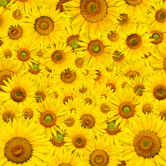 Image showing sunflower background