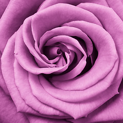 Image showing pink rose