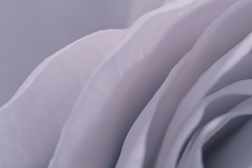 Image showing rose macro