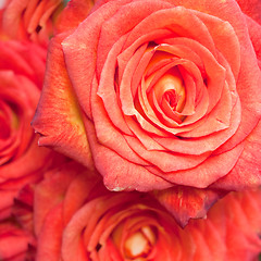 Image showing rose bouquet