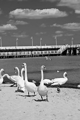 Image showing birds at pier