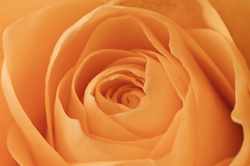 Image showing orange rose macro