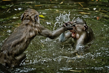 Image showing Monkey (Macaca fascicularis)