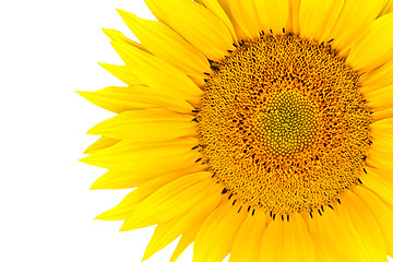 Image showing sunflower