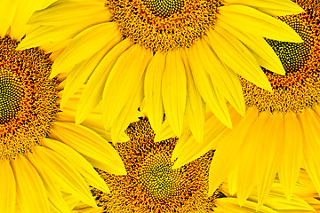 Image showing sunflower background