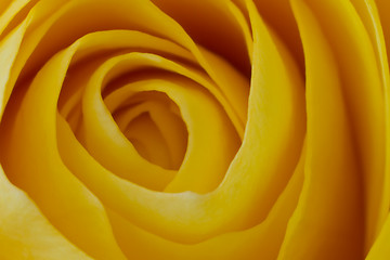 Image showing yellow rose macro