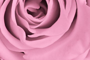 Image showing pink rose close up