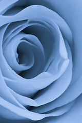 Image showing blue rose close up