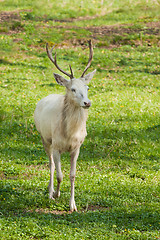 Image showing albino deer