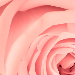 Image showing pink rose close up