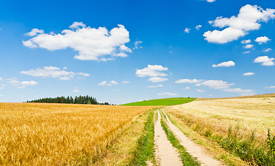 Image showing agriculture landscape