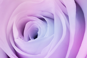 Image showing multicolor rose